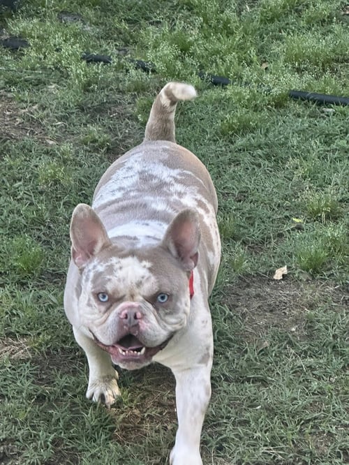 PORKY - French Bulldog / American Bulldog available for adoption