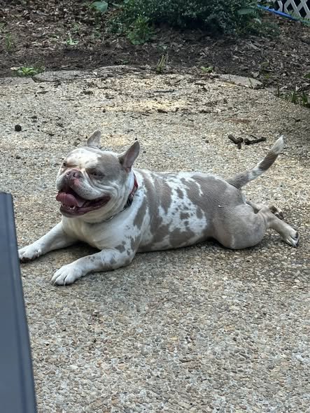 PORKY - French Bulldog / American Bulldog available for adoption