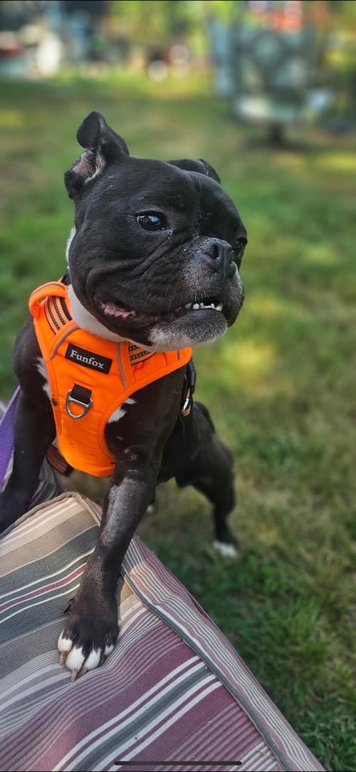 WILLOW - Boston Terrier / French Bulldog available for adoption