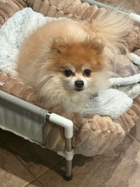 Milo and Watson - Photo 2