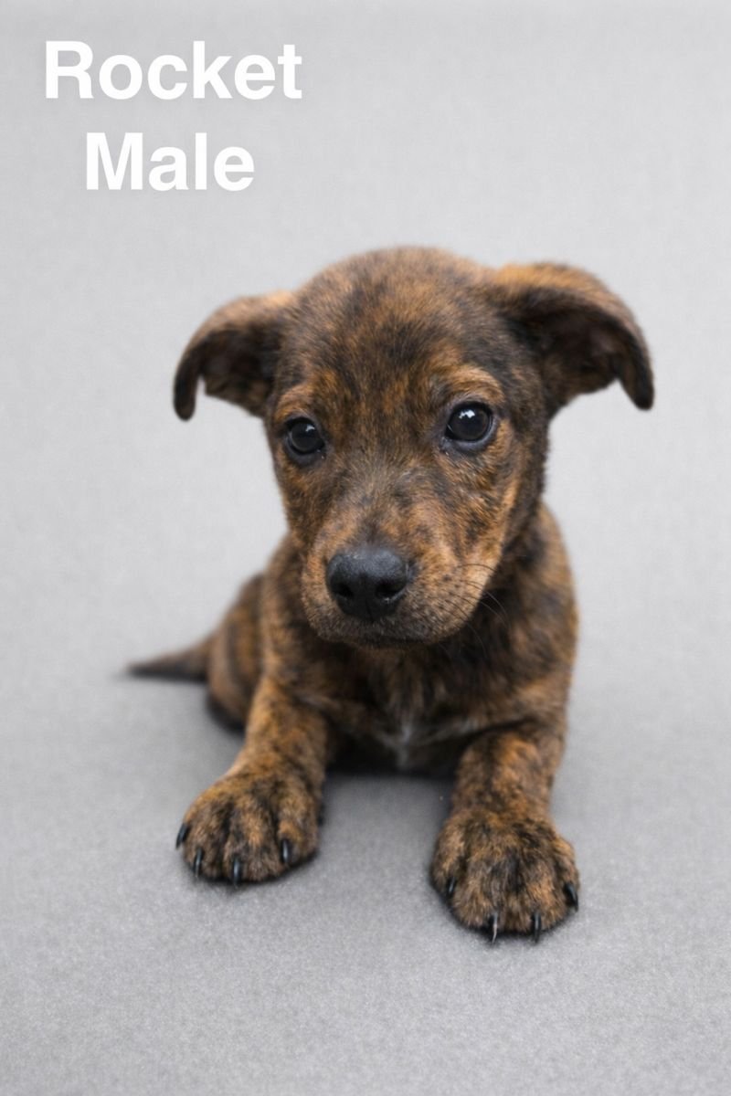 ROCKET - Shepherd / Mountain Cur available for adoption