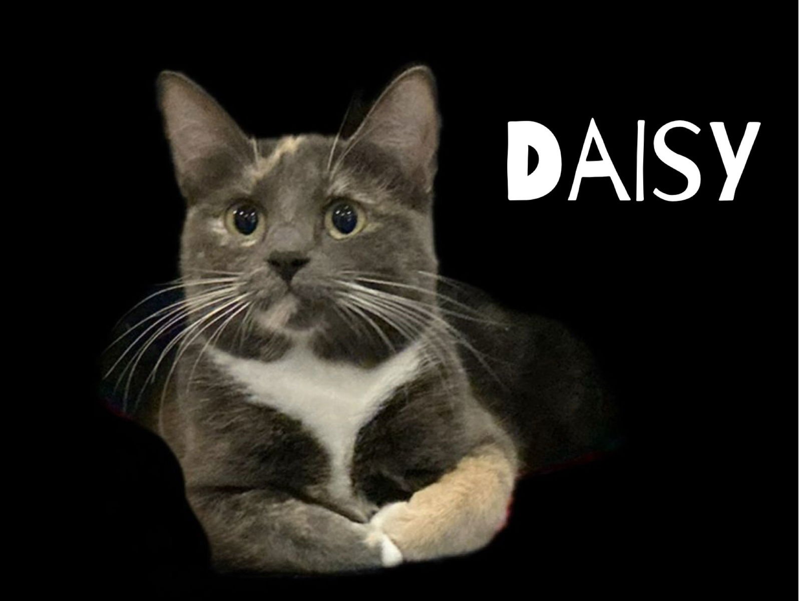 DAISY - Dilute Calico / American Shorthair available for adoption