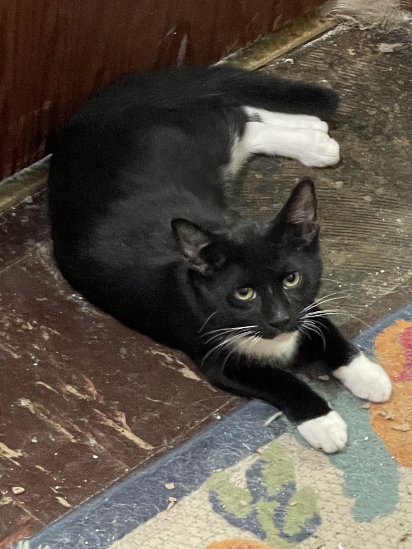 SPRITE - Domestic Short Hair / Tuxedo available for adoption