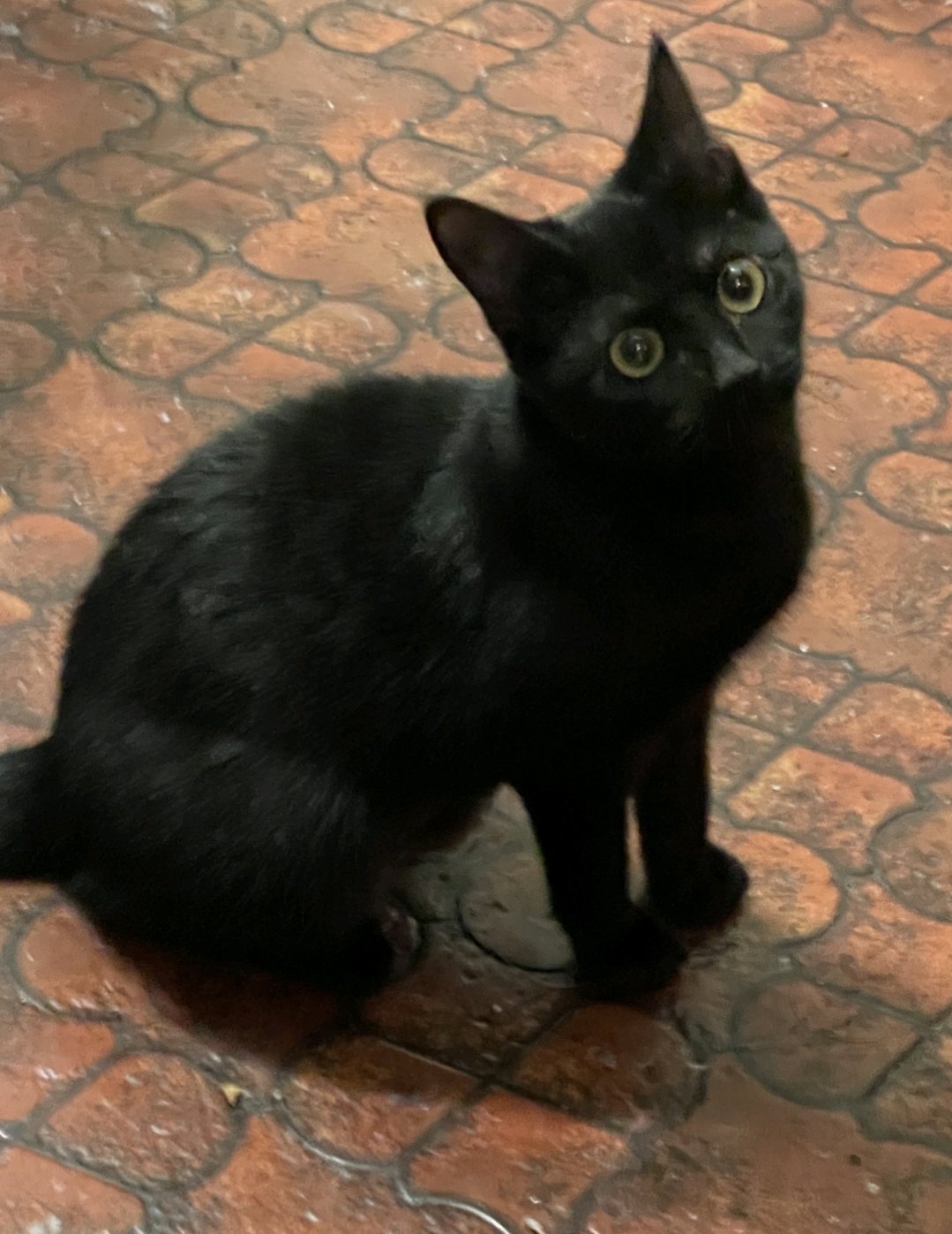 ONYX - Domestic Short Hair available for adoption