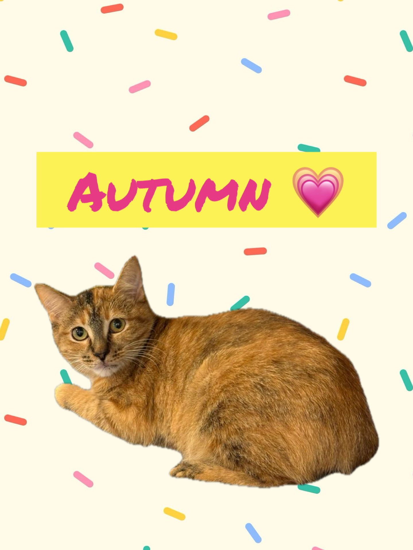 AUTUMN - Domestic Short Hair / Tabby available for adoption