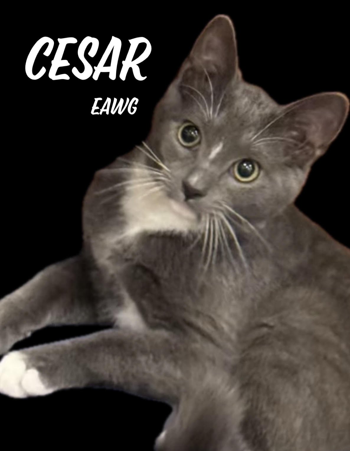 CESAR - Domestic Short Hair available for adoption