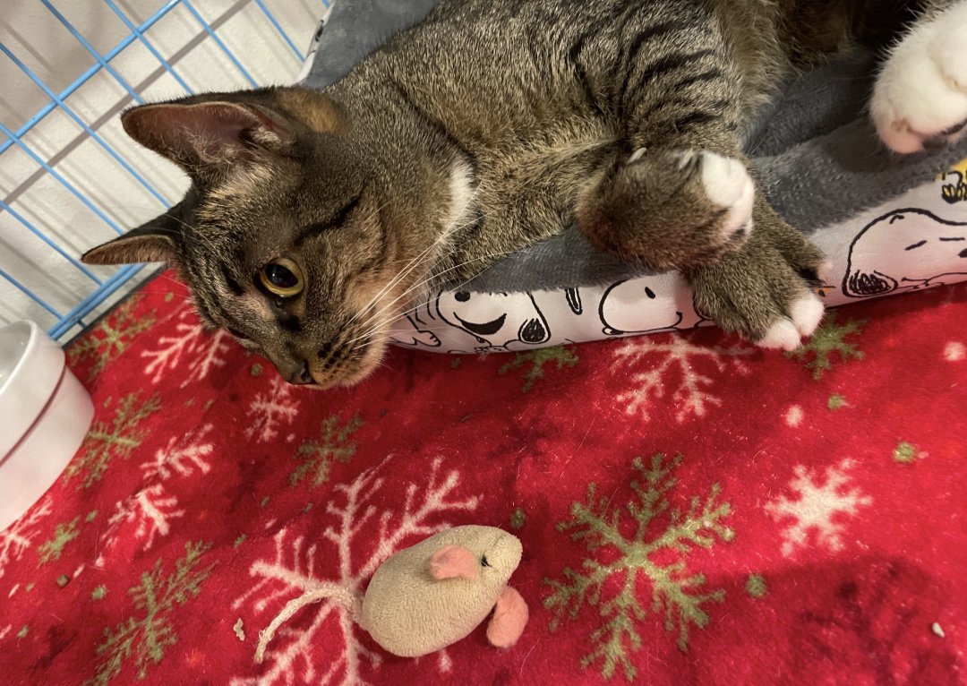 PEBBLES - Domestic Short Hair available for adoption