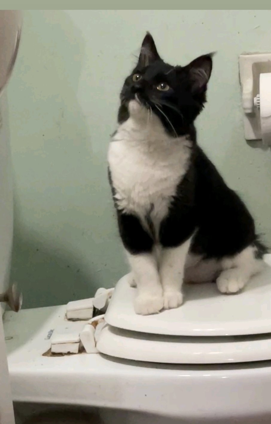 JUJU - Domestic Medium Hair available for adoption