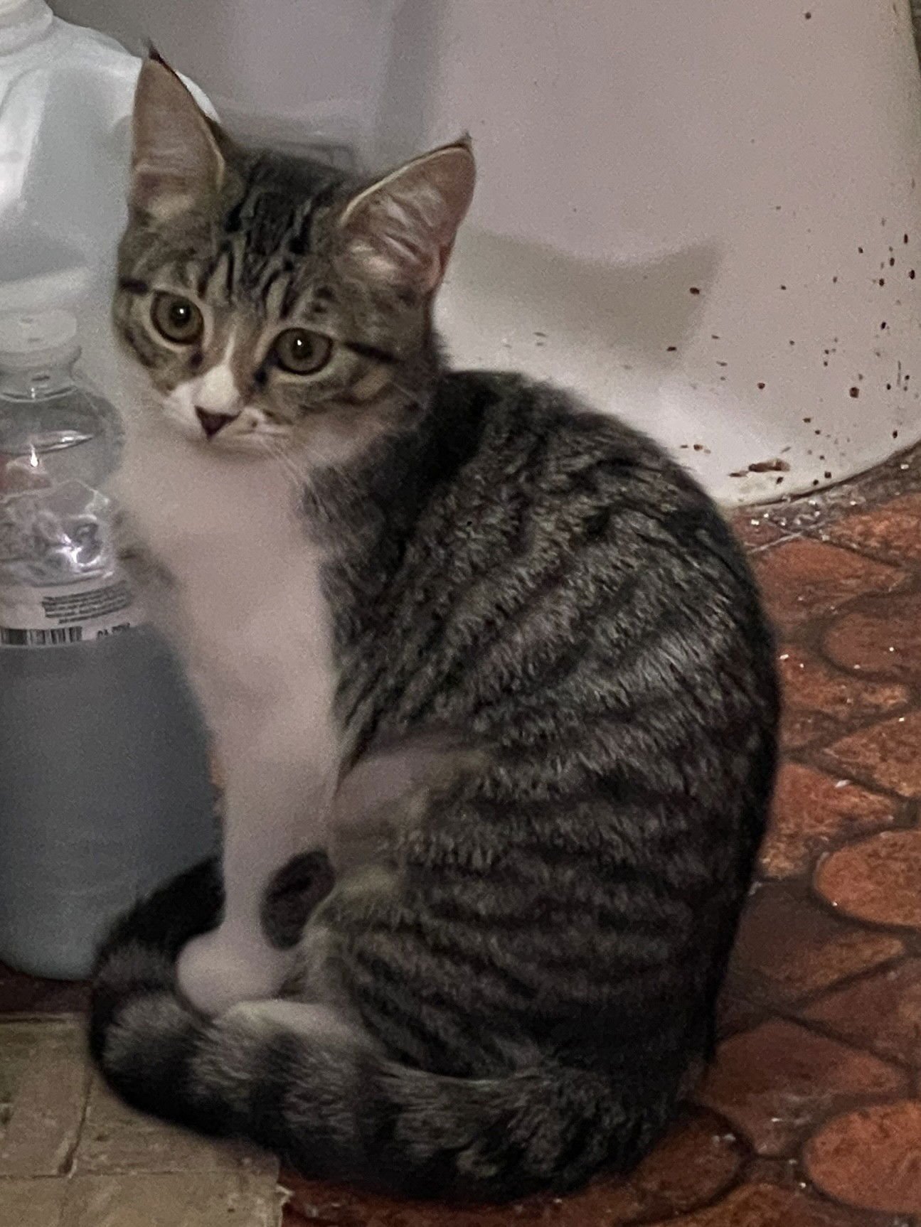 SHILOH - Domestic Short Hair / Tabby available for adoption