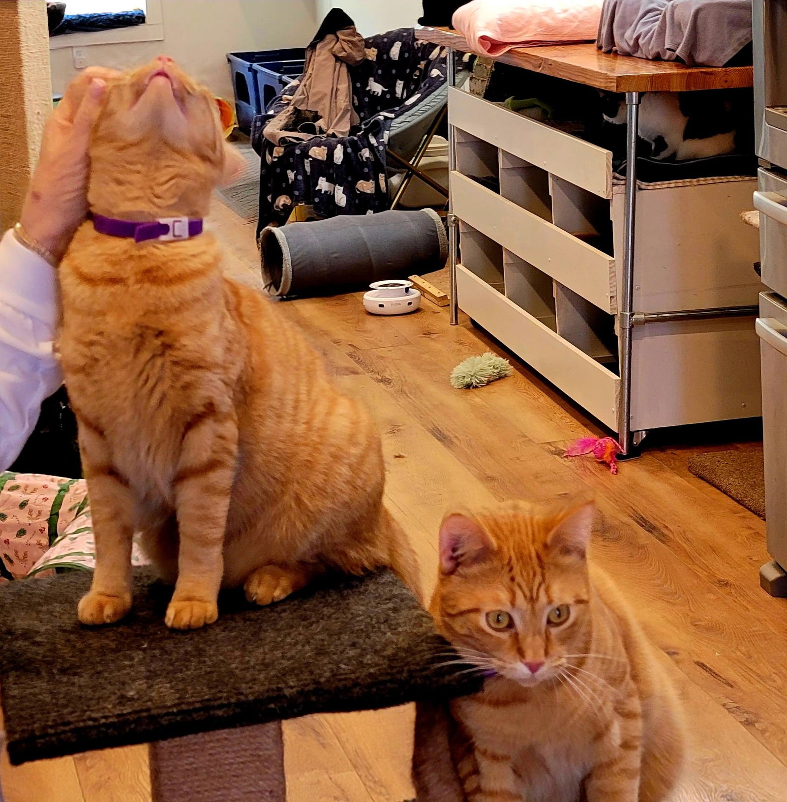 JUSTIN AND STETSON - Domestic Short Hair available for adoption