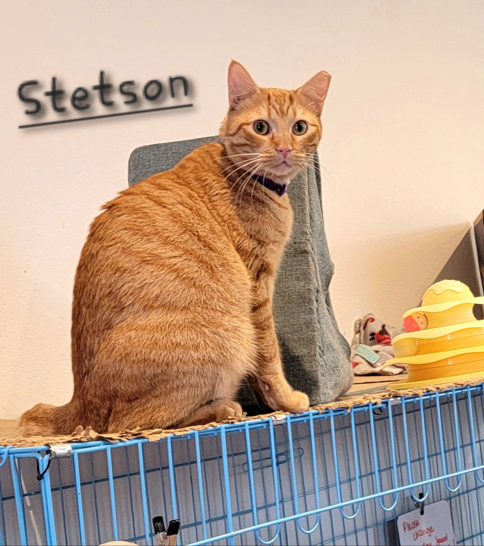 JUSTIN AND STETSON - Domestic Short Hair available for adoption