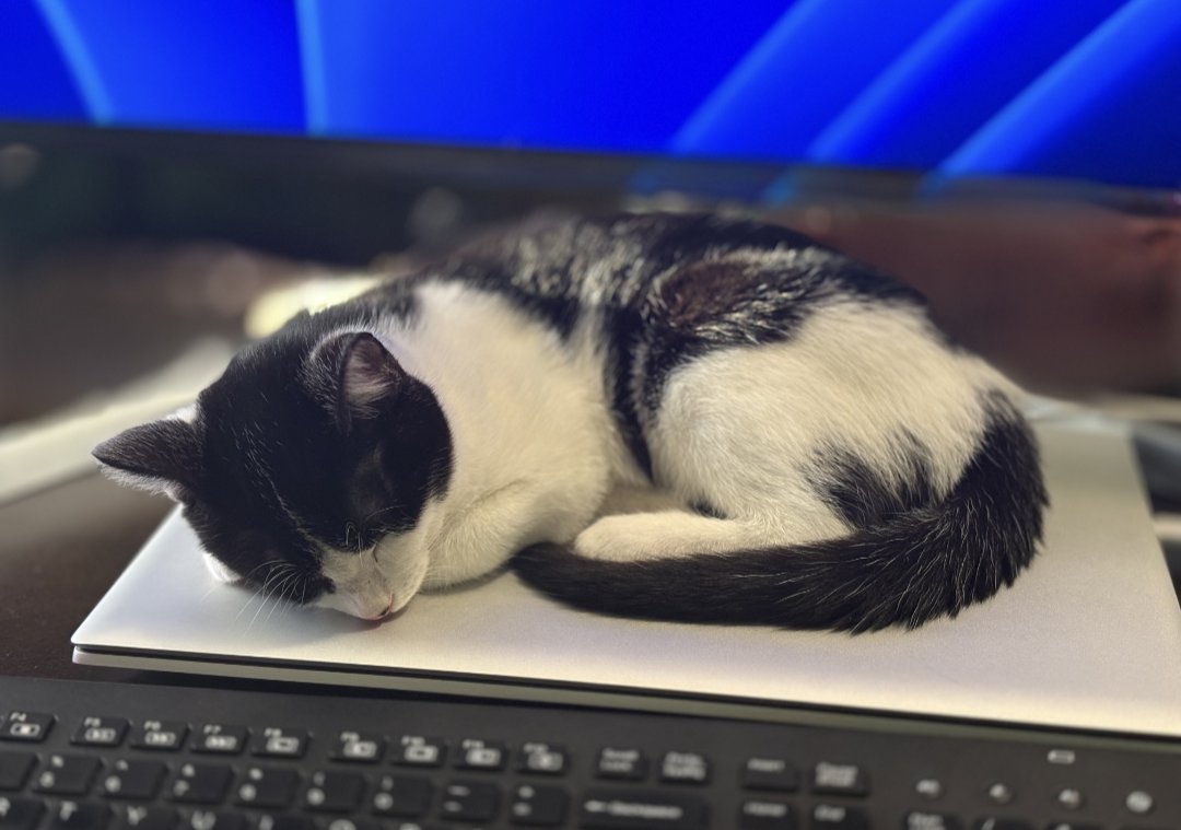 HENRY - Domestic Short Hair available for adoption