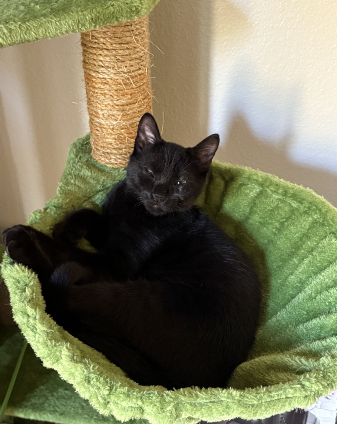 BINX - Domestic Short Hair available for adoption