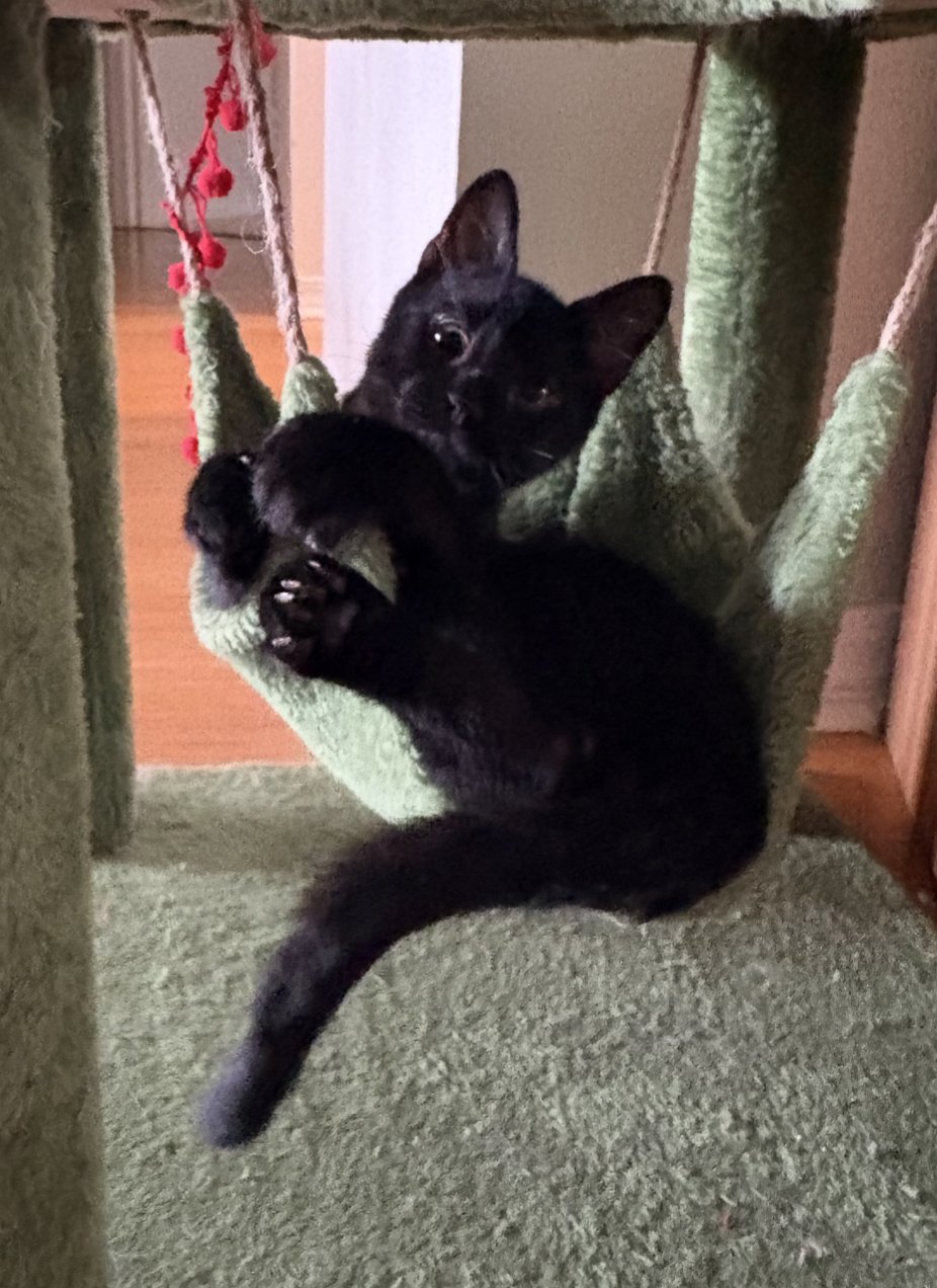 BINX - Domestic Short Hair available for adoption