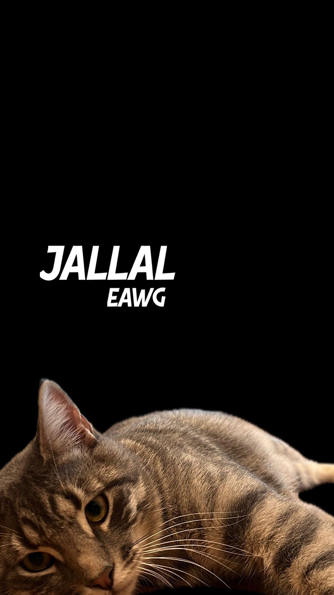 JALLAL - Domestic Short Hair / Tabby available for adoption
