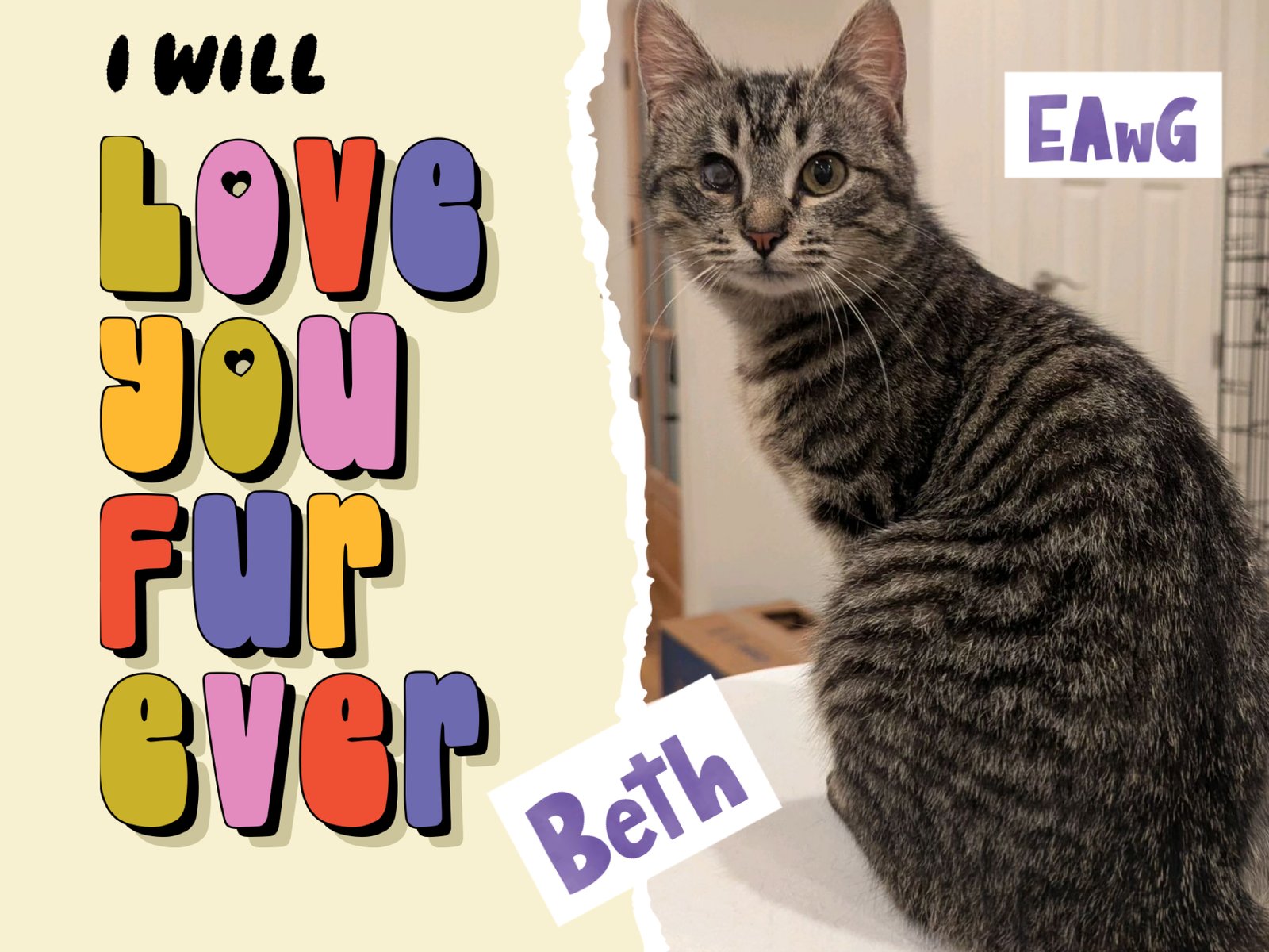 BETH - Domestic Short Hair / Tabby available for adoption