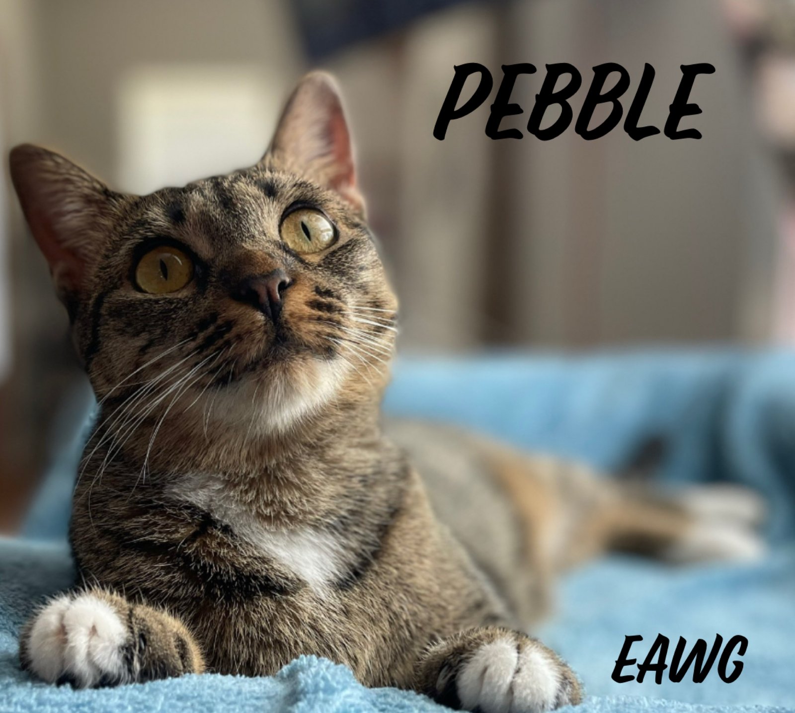 PEBBLE - Domestic Short Hair / Tabby available for adoption