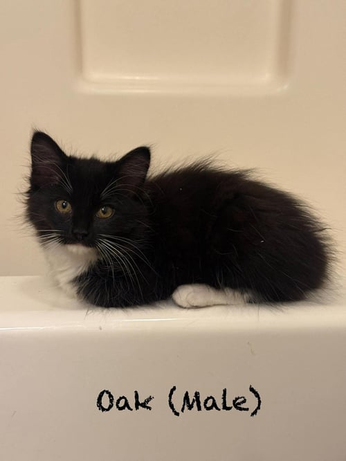 OAK - Domestic Long Hair available for adoption
