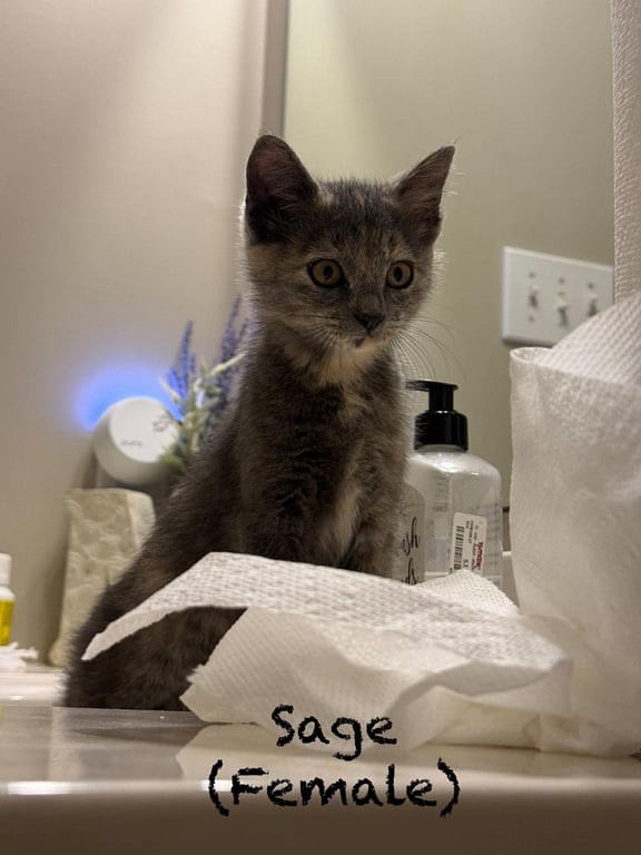 Sage Image