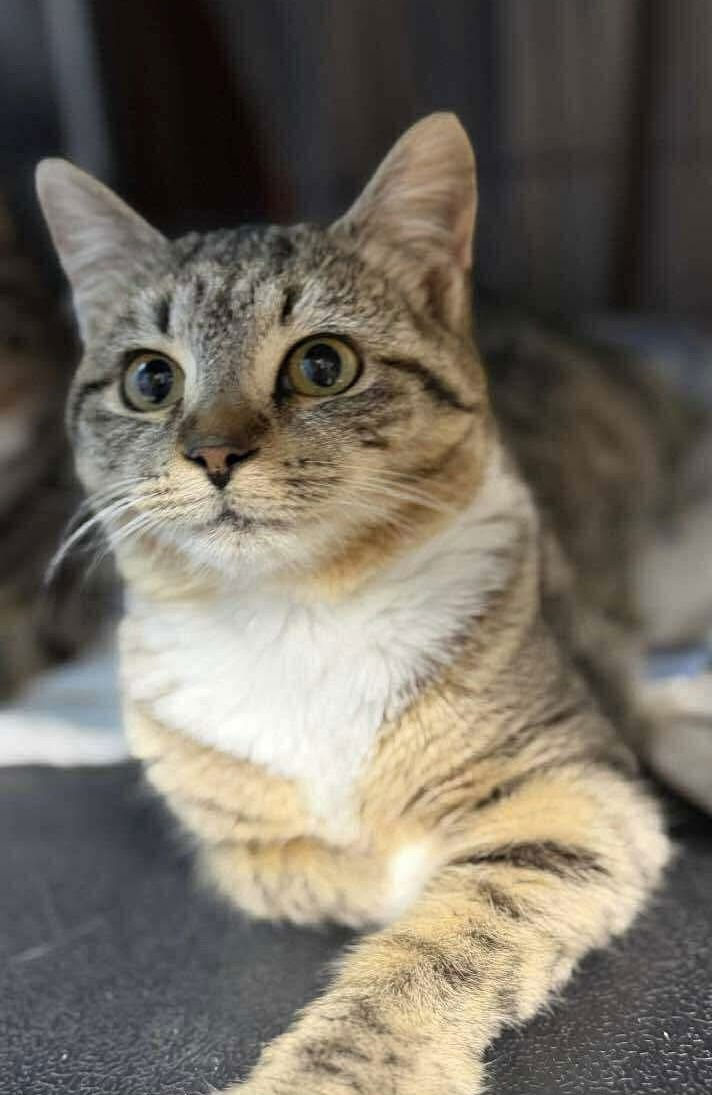 MS PURR - Domestic Short Hair available for adoption