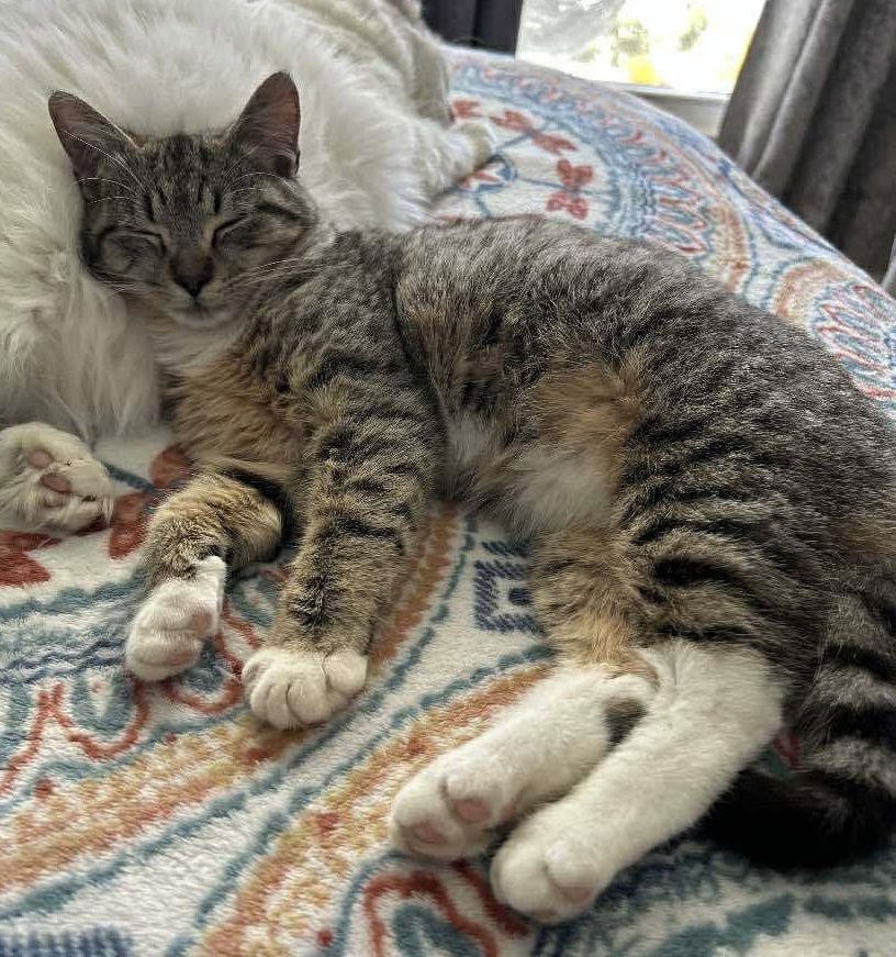 MS PURR - Domestic Short Hair available for adoption