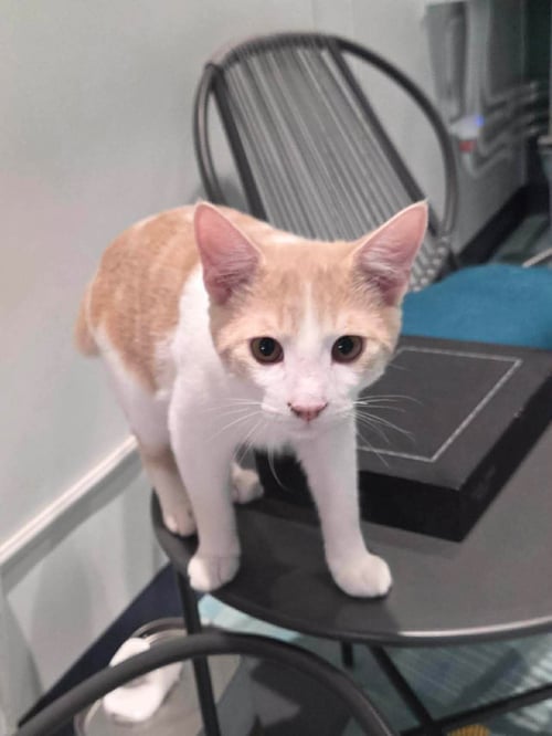 FROSTY - Domestic Medium Hair available for adoption