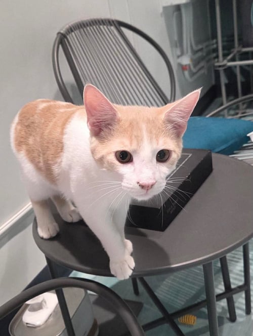 FROSTY - Domestic Medium Hair available for adoption