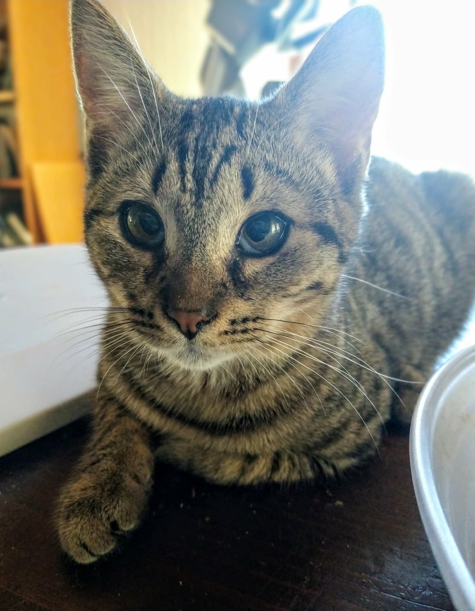 CHEYANNE - Domestic Short Hair available for adoption