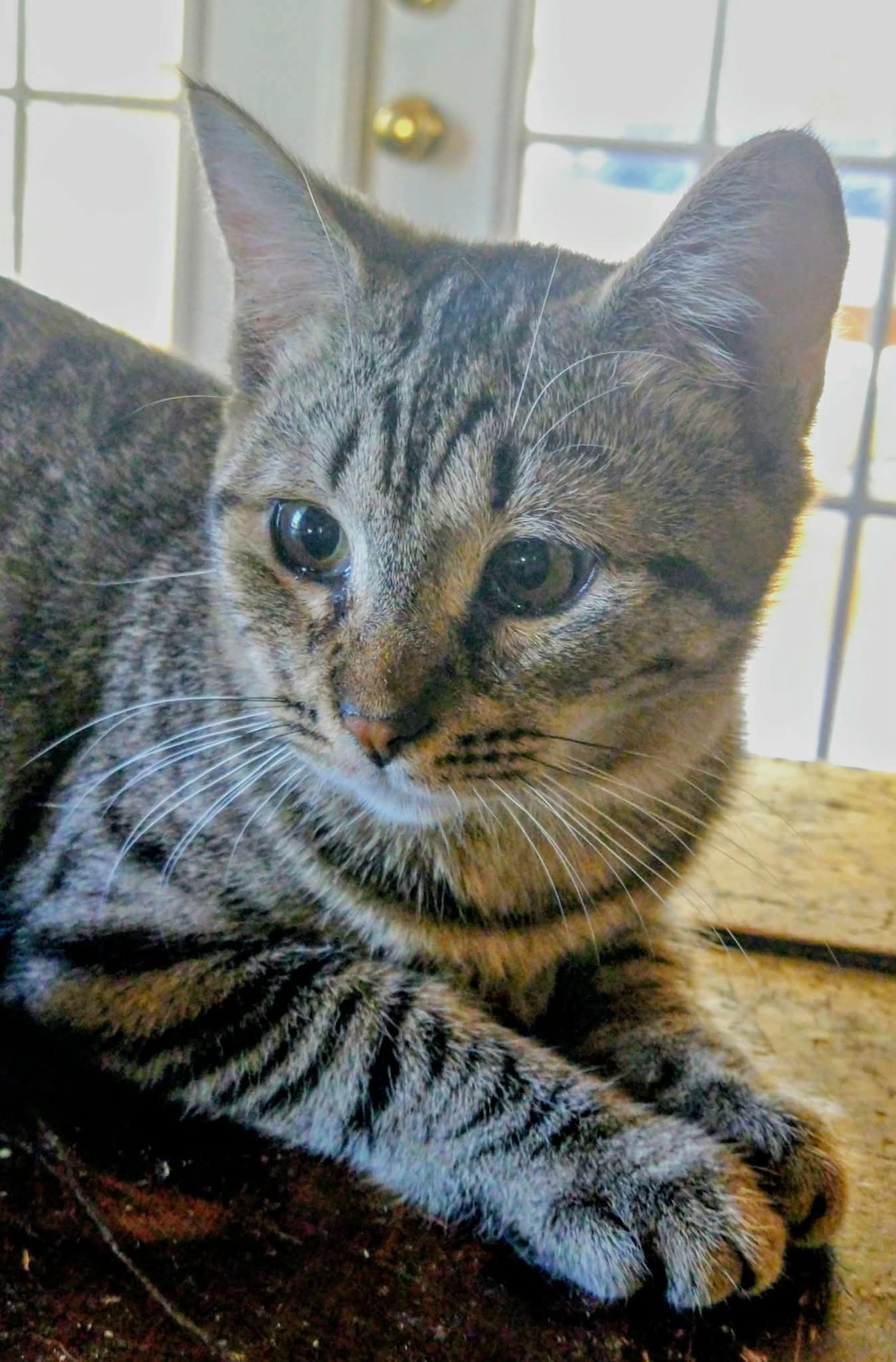 CHEYANNE - Domestic Short Hair available for adoption