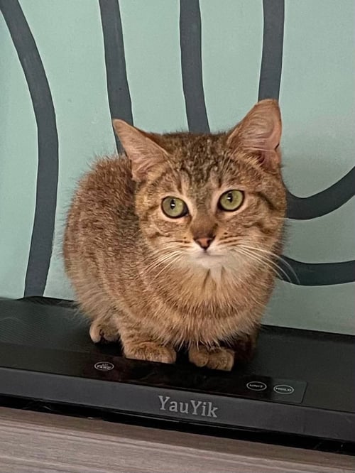 WHITNEY - Domestic Short Hair available for adoption