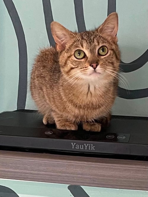 WHITNEY - Domestic Short Hair available for adoption