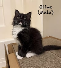 Olive - Photo 1