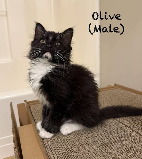 OLIVE - Domestic Long Hair available for adoption