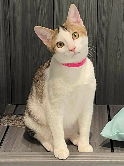 SPARKLE - Domestic Short Hair available for adoption