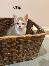 Chip - Photo 1