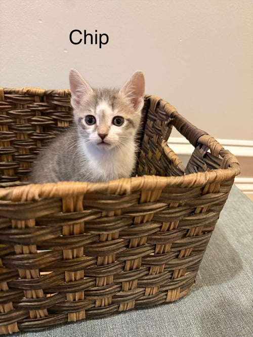 CHIP - Domestic Short Hair available for adoption