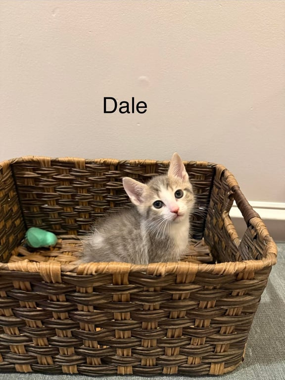 Dale Image