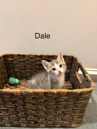 Dale - Photo 1