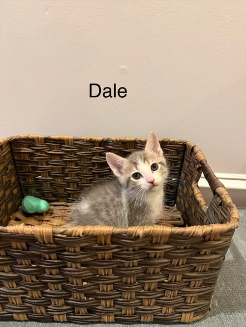 DALE - Domestic Short Hair available for adoption