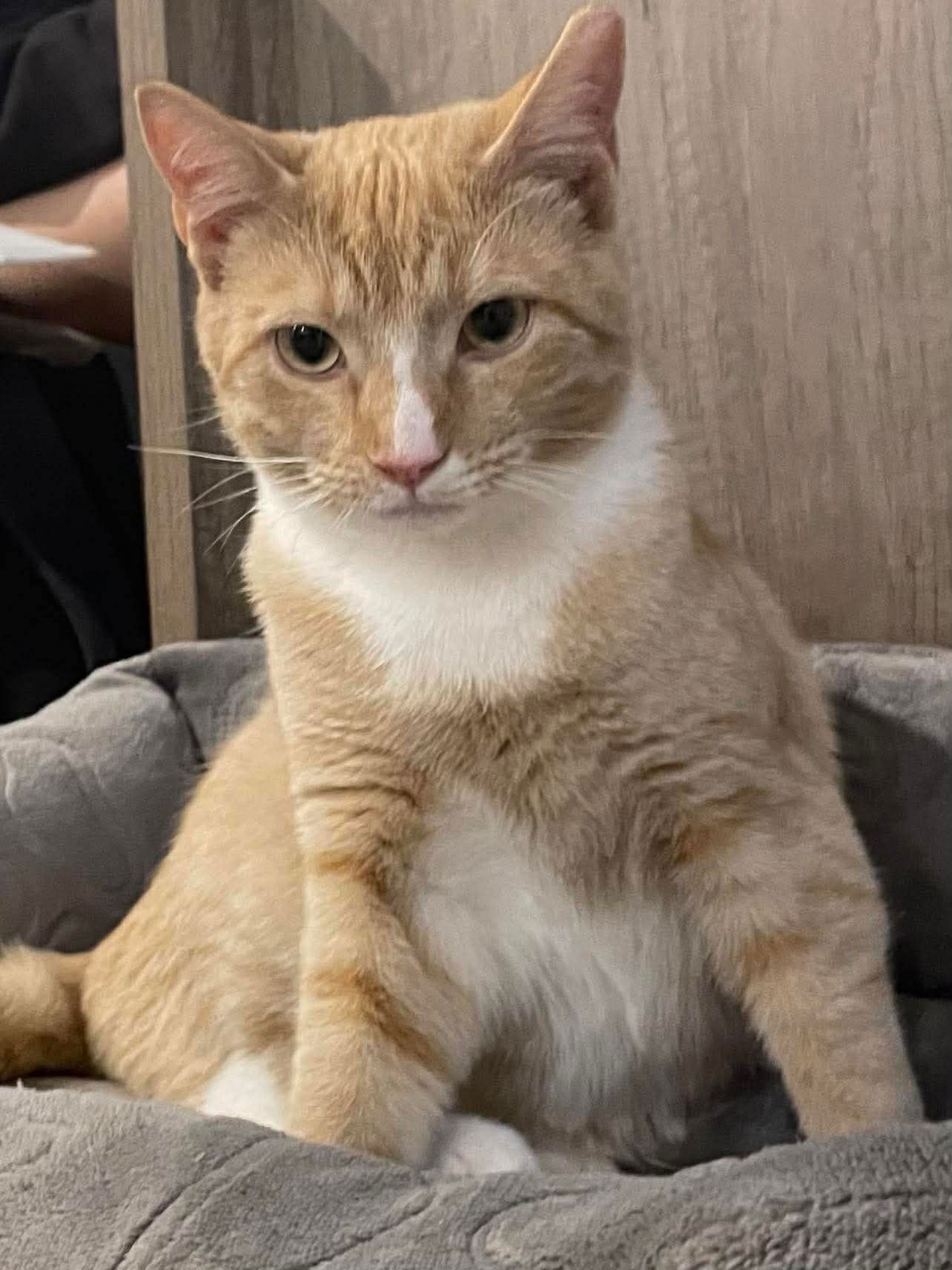 MANGO - Domestic Short Hair available for adoption