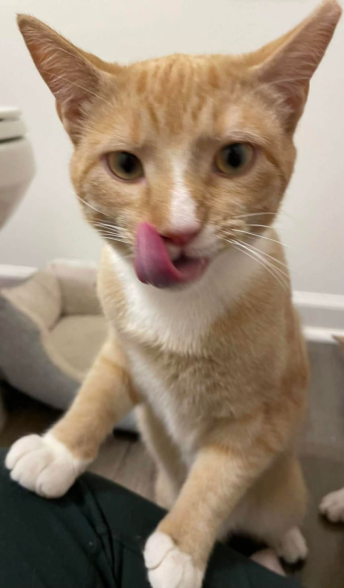 MANGO - Domestic Short Hair available for adoption
