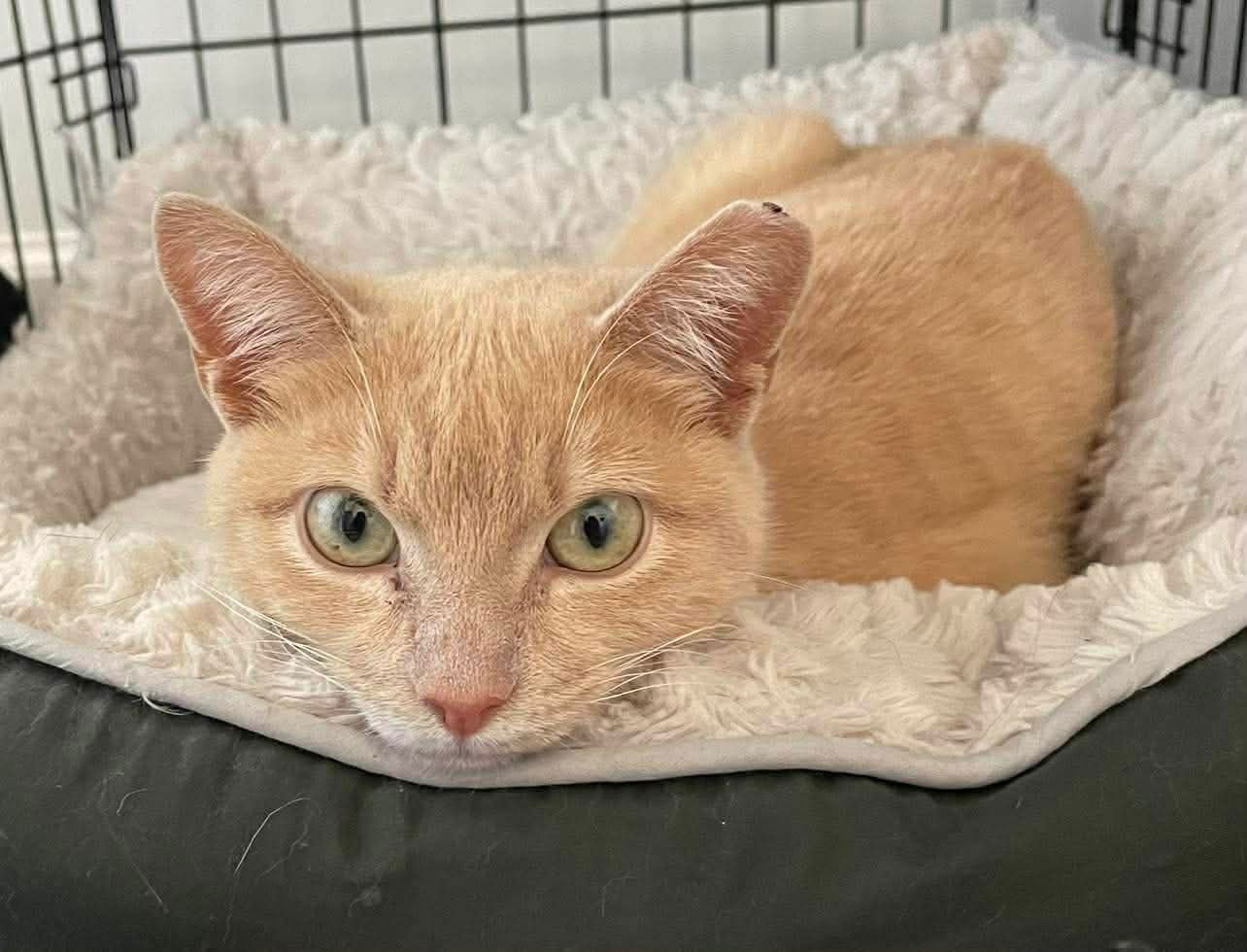 MOCHI - Domestic Short Hair available for adoption