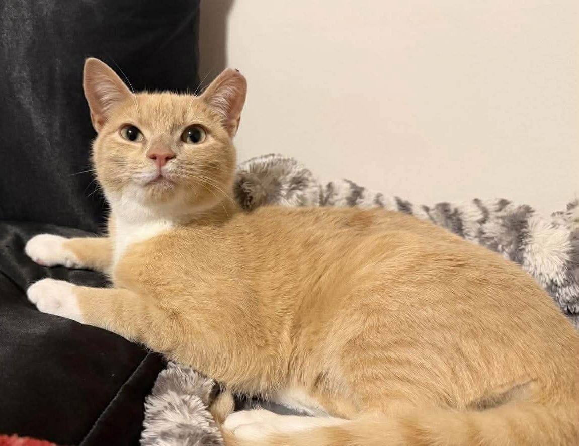 MOCHI - Domestic Short Hair available for adoption