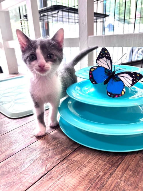 ROXY - Domestic Short Hair available for adoption