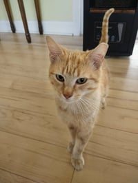 Rusty - Photo 2