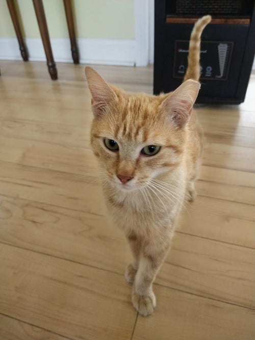 RUSTY - Domestic Short Hair available for adoption