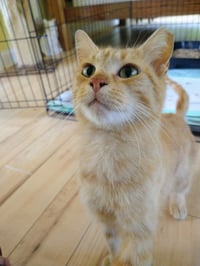 Rusty - Photo 3
