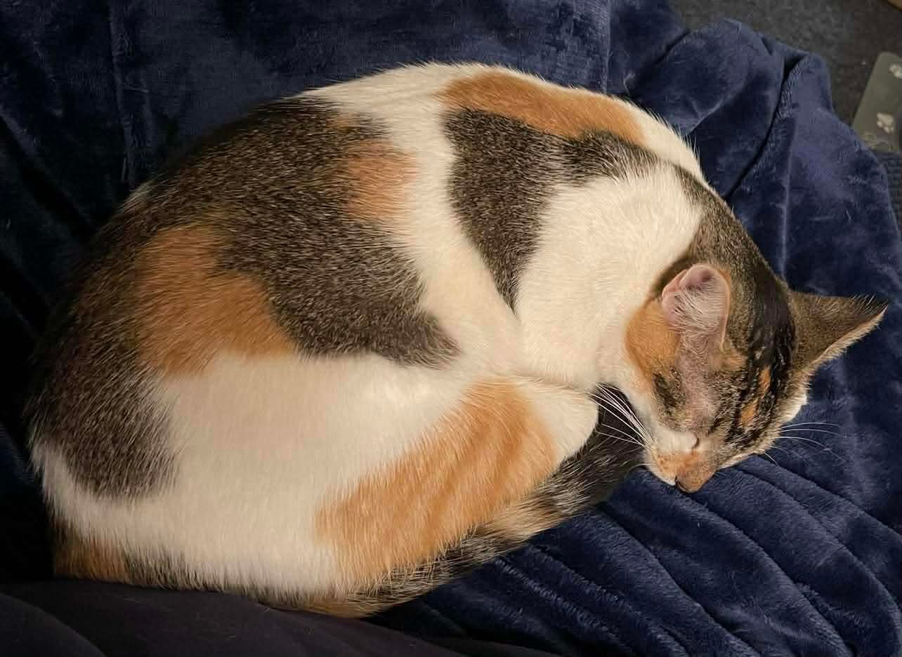 CALLIE - Domestic Short Hair available for adoption