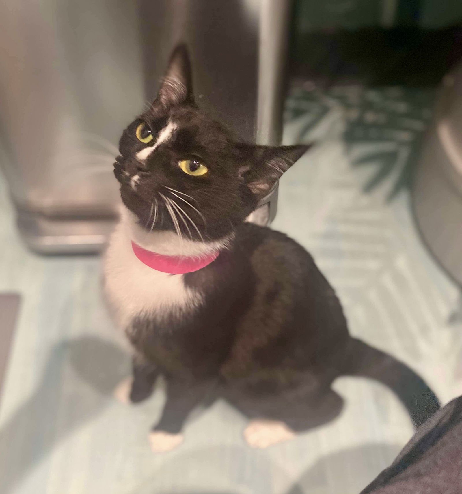 INKY - Domestic Short Hair available for adoption