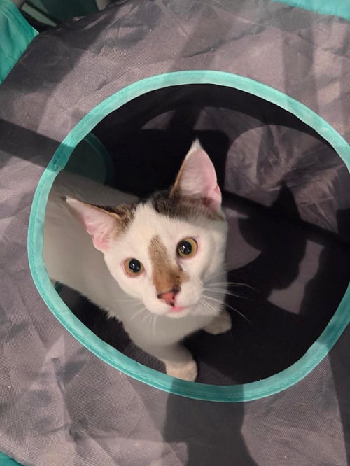 SNOWBALL - Domestic Short Hair available for adoption